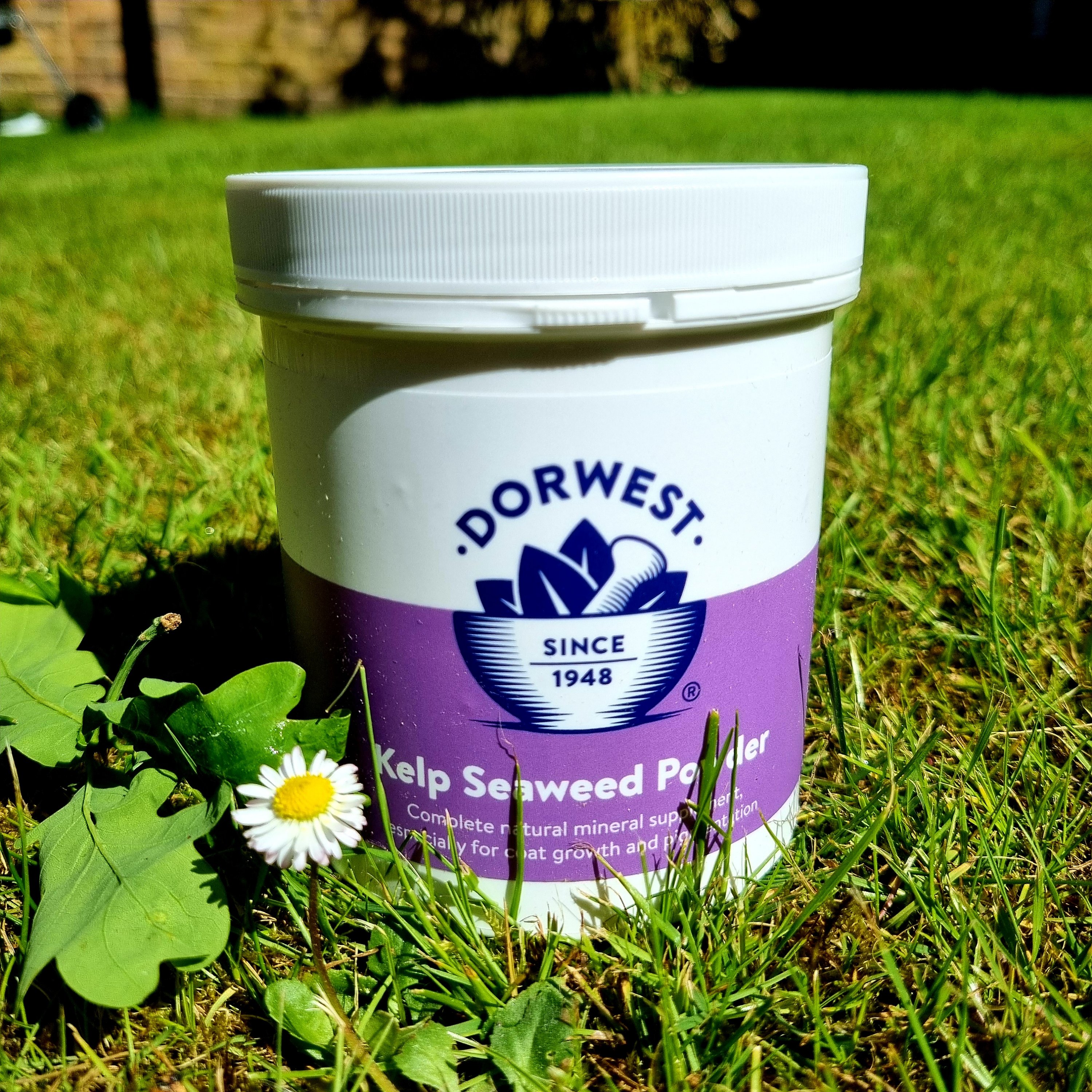 Dorwest Kelp Seaweed Powder For Dogs And Cats 250g Carniraw Ltd